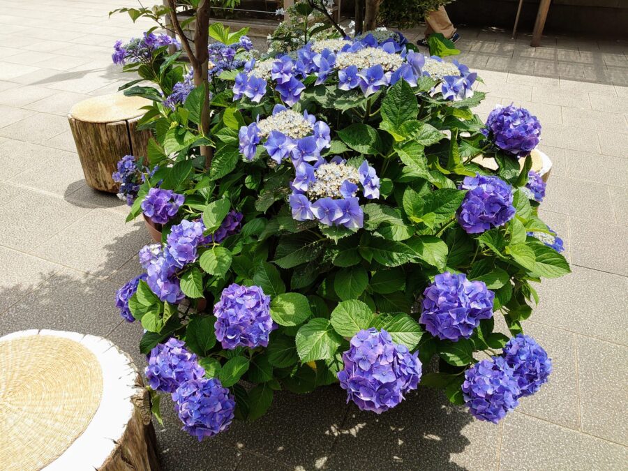 東京大神宮の紫陽花